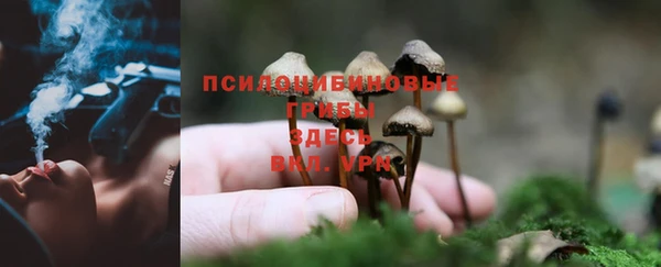 прущие грибы Кодинск